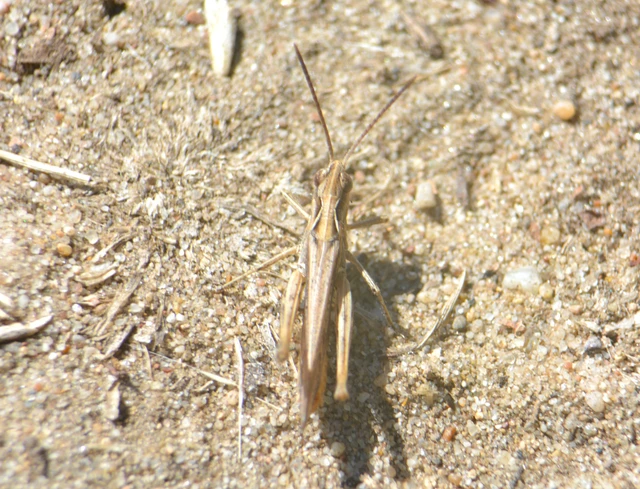 Chorthippus