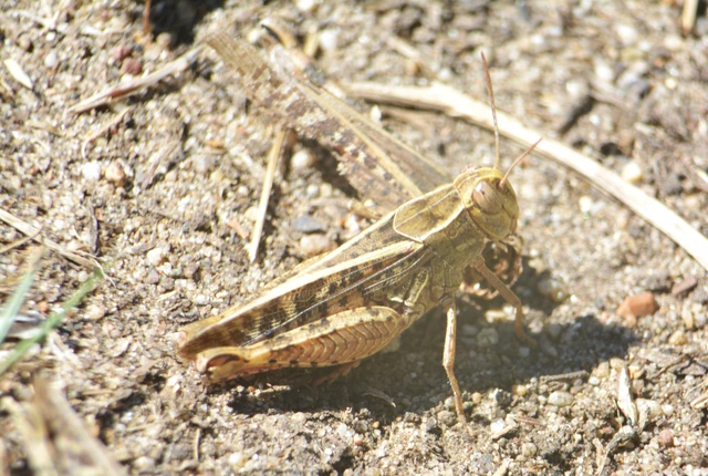 Calliptamus italicus - olaszsáska