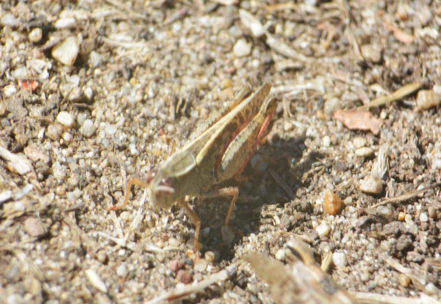 Calliptamus italicus - olaszsáska