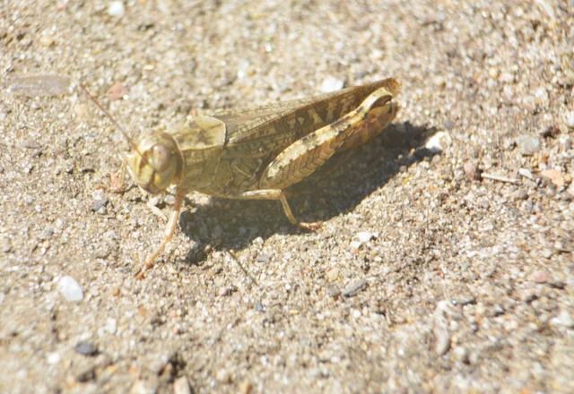 Calliptamus italicus - olaszsáska