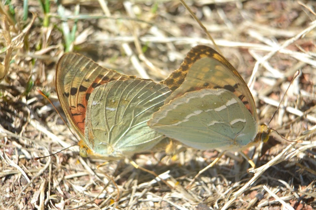 Argynnis pandora - zöldes gyöngyházlepke