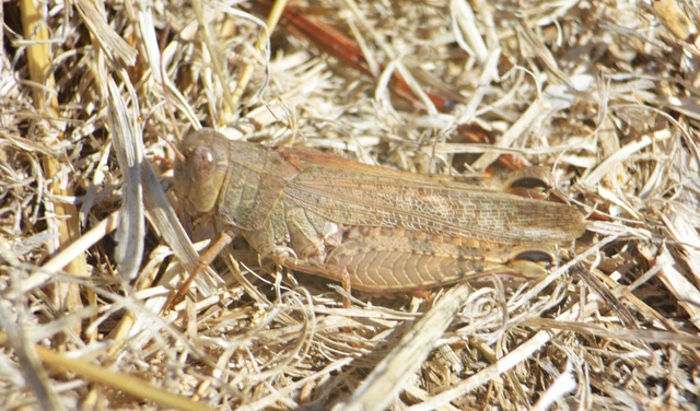 Calliptamus italicus - olaszsáska