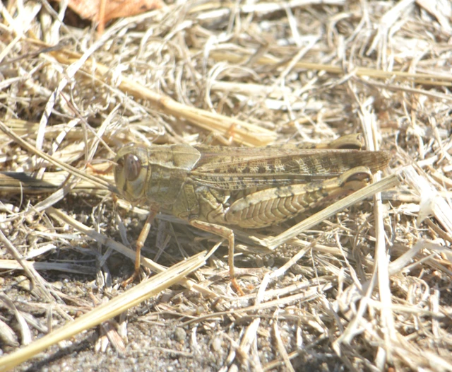 Calliptamus italicus - olaszsáska
