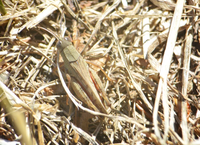 Calliptamus italicus - olaszsáska