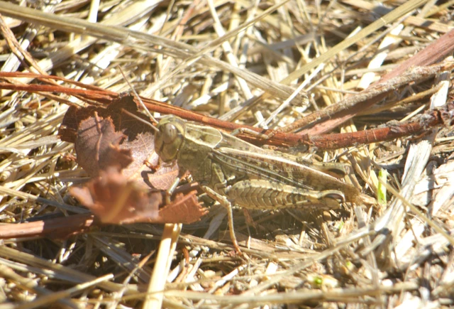 Calliptamus italicus - olaszsáska