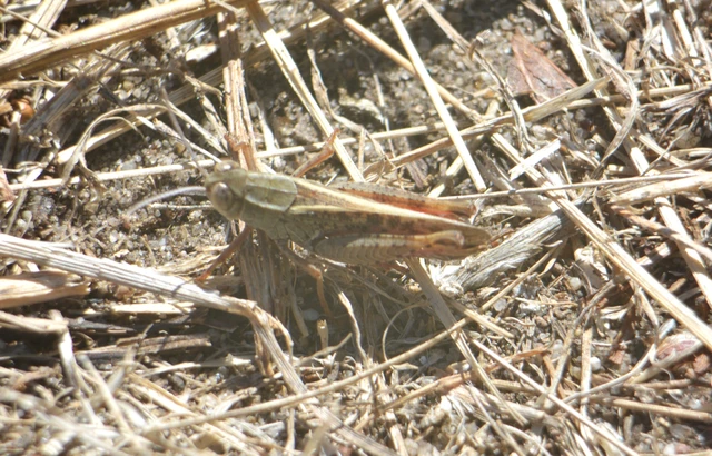 Calliptamus italicus - olaszsáska