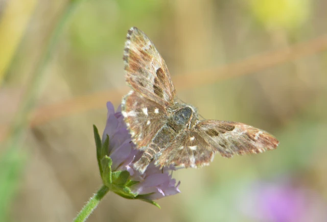 Carcharodus floccifera - pemetefű-busalepke