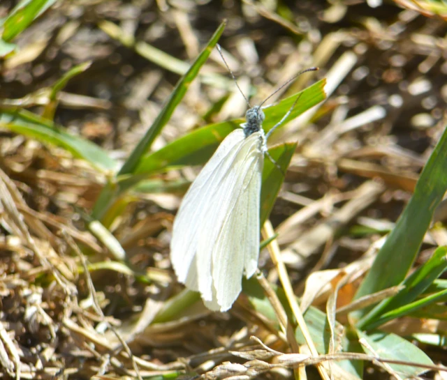 Leptidea sinapis - mustárlepke