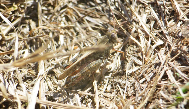 Calliptamus italicus - olaszsáska