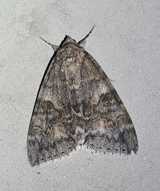 Catocala nupta - piros övesbagoly
