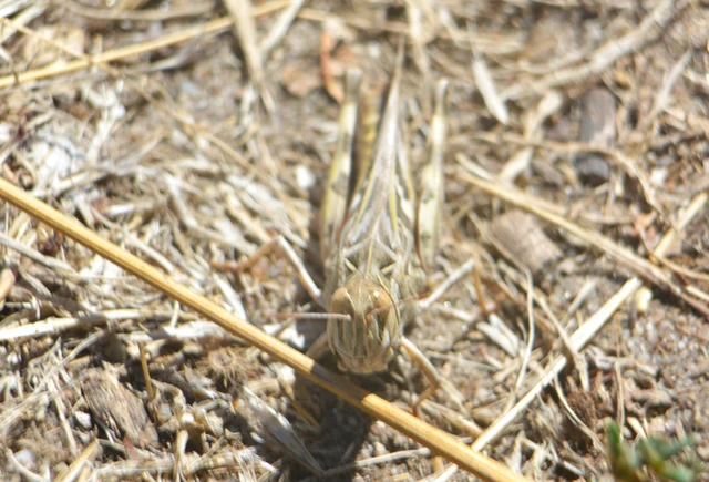 Oedaleus decorus - szalagos sáska