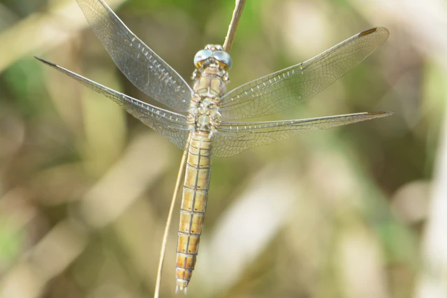 Orthetrum brunneum - pataki pásztorszitakötő