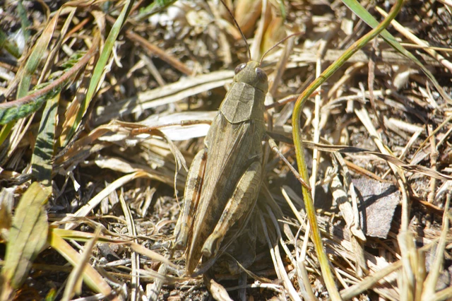 Calliptamus italicus - olaszsáska
