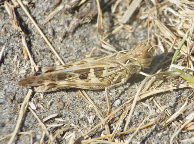 Oedaleus decorus - szalagos sáska