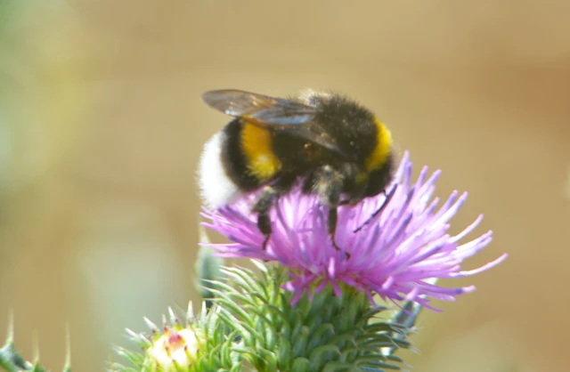 Bombus - poszméhek