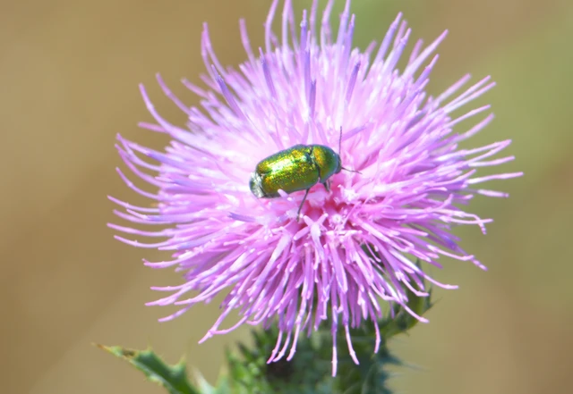 Cryptocephalus