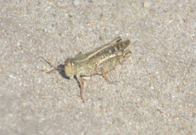 Calliptamus italicus - olaszsáska