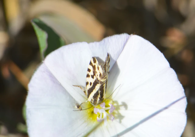 Emmelia trabealis - zebrabagoly