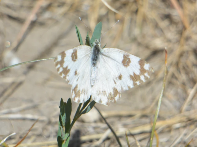 Pontia edusa - rezedalepke