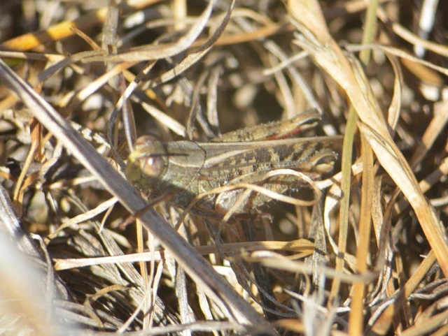 Calliptamus italicus - olaszsáska