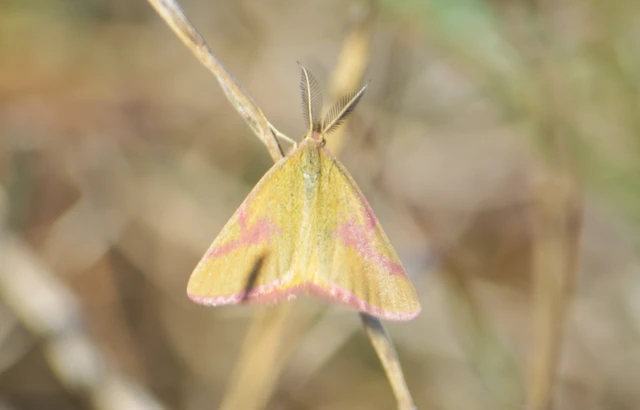 Lythria purpuraria - bíborsávos araszoló