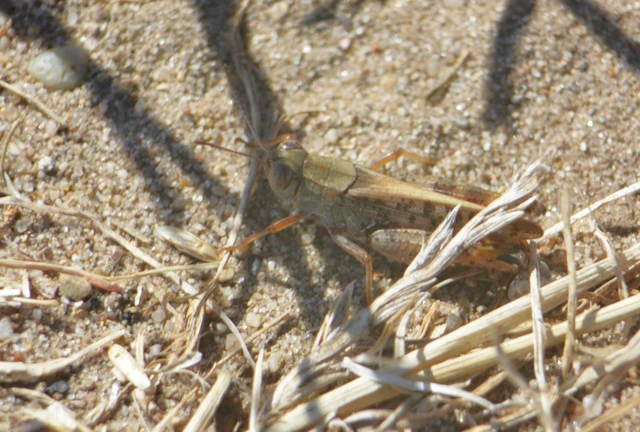 Calliptamus italicus - olaszsáska