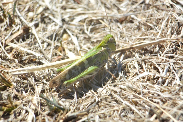 Oedaleus decorus - szalagos sáska Oedaleus decorus - szalagos sáska