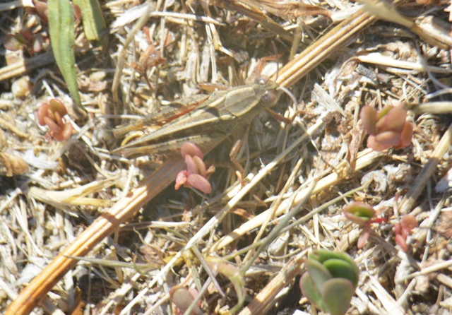 Calliptamus italicus - olaszsáska