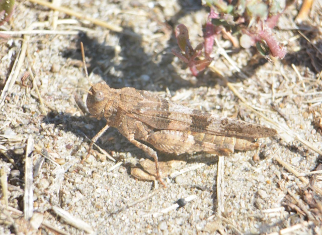 Oedipoda caerulescens - kékszárnyú sáska