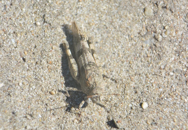Oedipoda caerulescens - kékszárnyú sáska