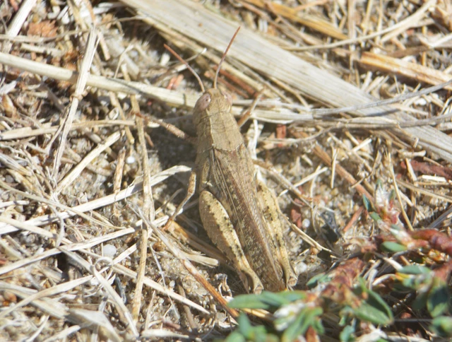 Calliptamus italicus - olaszsáska