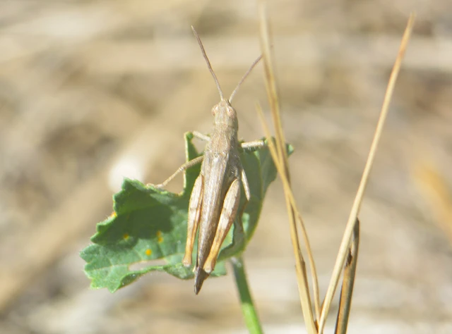 Chorthippus