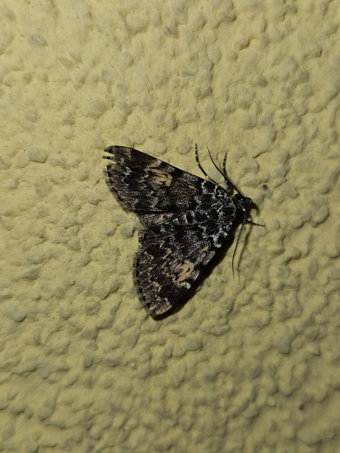 Idia calvaria - sárgafoltú kuszarajzúbagoly