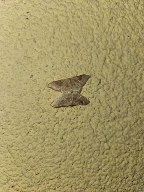 Idaea degeneraria - barnasávos araszoló