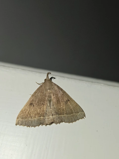 Pechipogo plumigeralis - tollascsápú karcsúbagoly
