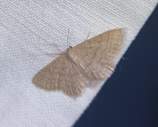 Idaea obsoletaria rufularia - sárgás apróaraszoló