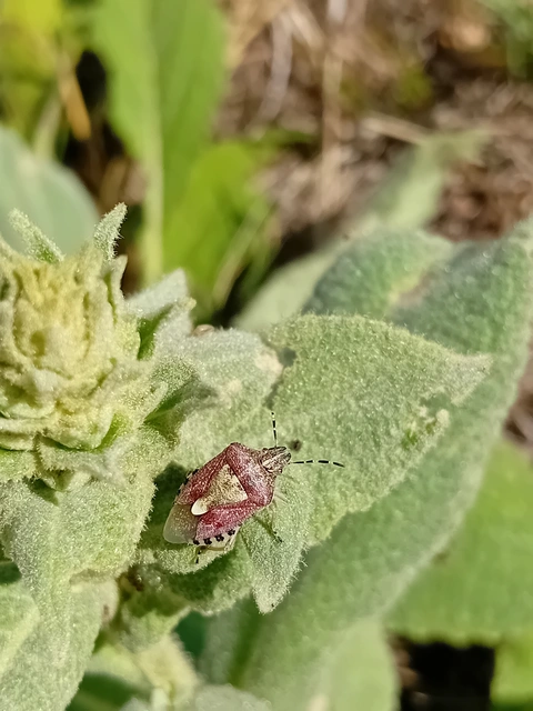 Dolycoris baccarum - közönséges bogyómászó-poloska Dolycoris baccarum - közönséges bogyómászó-poloska