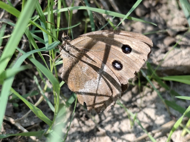 Minois dryas - fekete szemeslepke