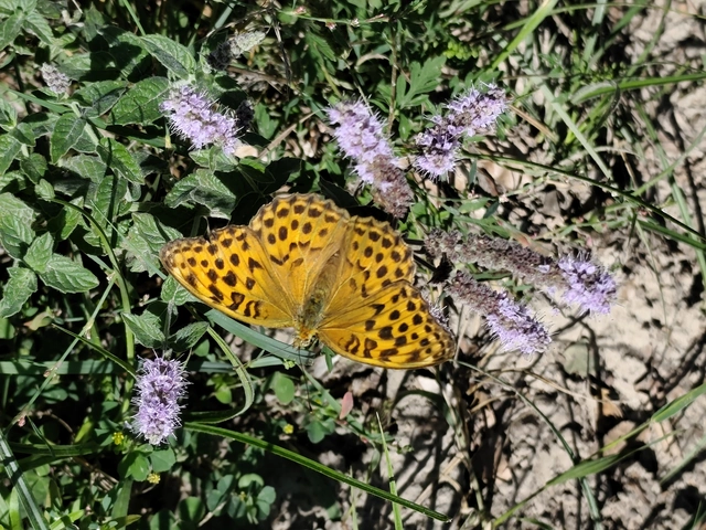 Argynnis paphia - nagy gyöngyházlepke