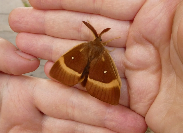 Lasiocampa quercus - tölgyfaszövő