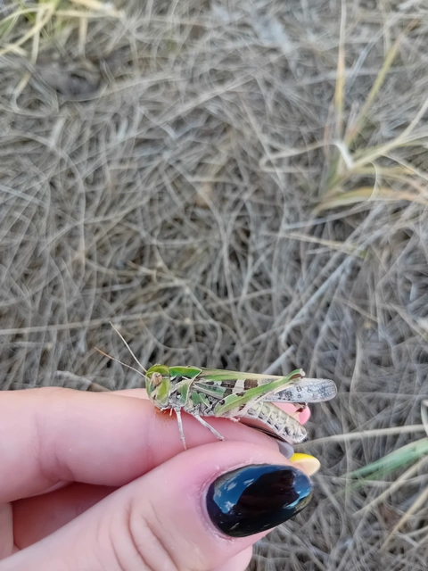 Oedaleus decorus - szalagos sáska Oedaleus decorus - szalagos sáska