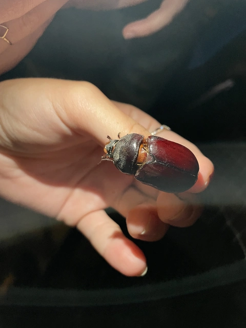 Oryctes nasicornis - orrszarvú bogár