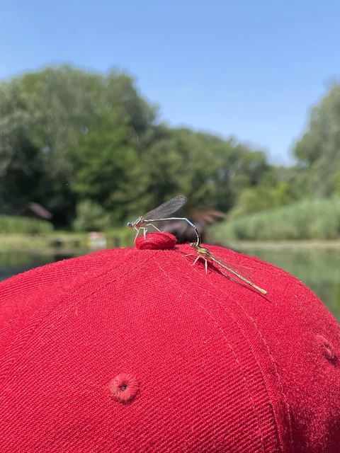 Platycnemis pennipes - széleslábú szitakötő