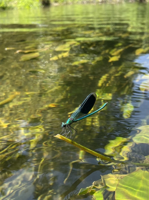 Calopteryx splendens - sávos szitakötő