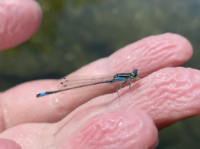 Ischnura elegans pontica - kéköves légivadász
