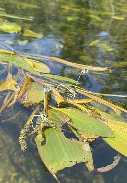 Platycnemis pennipes - széleslábú szitakötő