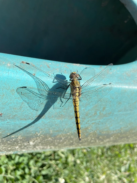 Orthetrum cancellatum - feketefarkú pásztorszitakötő