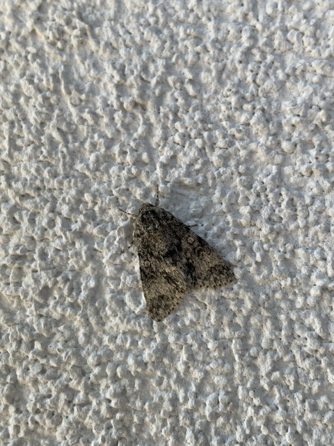 Acronicta megacephala - nagyfejű szigonyosbagoly
