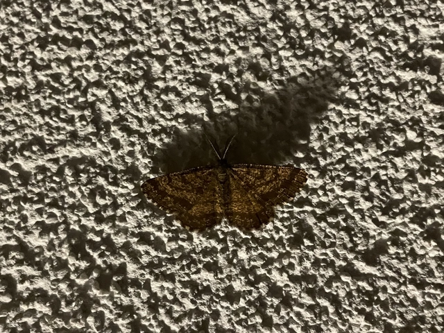 Ematurga atomaria - barna rétiaraszoló