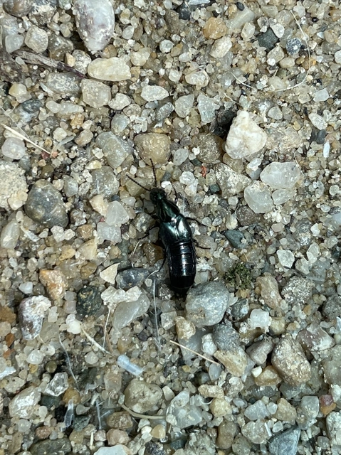 Philonthus laminatus - fémzöld ganajholyva